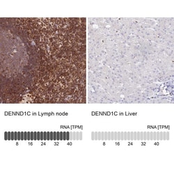 DENND1C Antibody, Novus Biologicals:Antibodies:Primary Antibodies